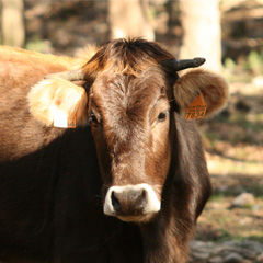 imatge la vaca de l'Albera