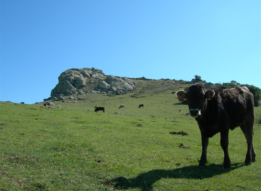 imagen La Vaca de l'Albera