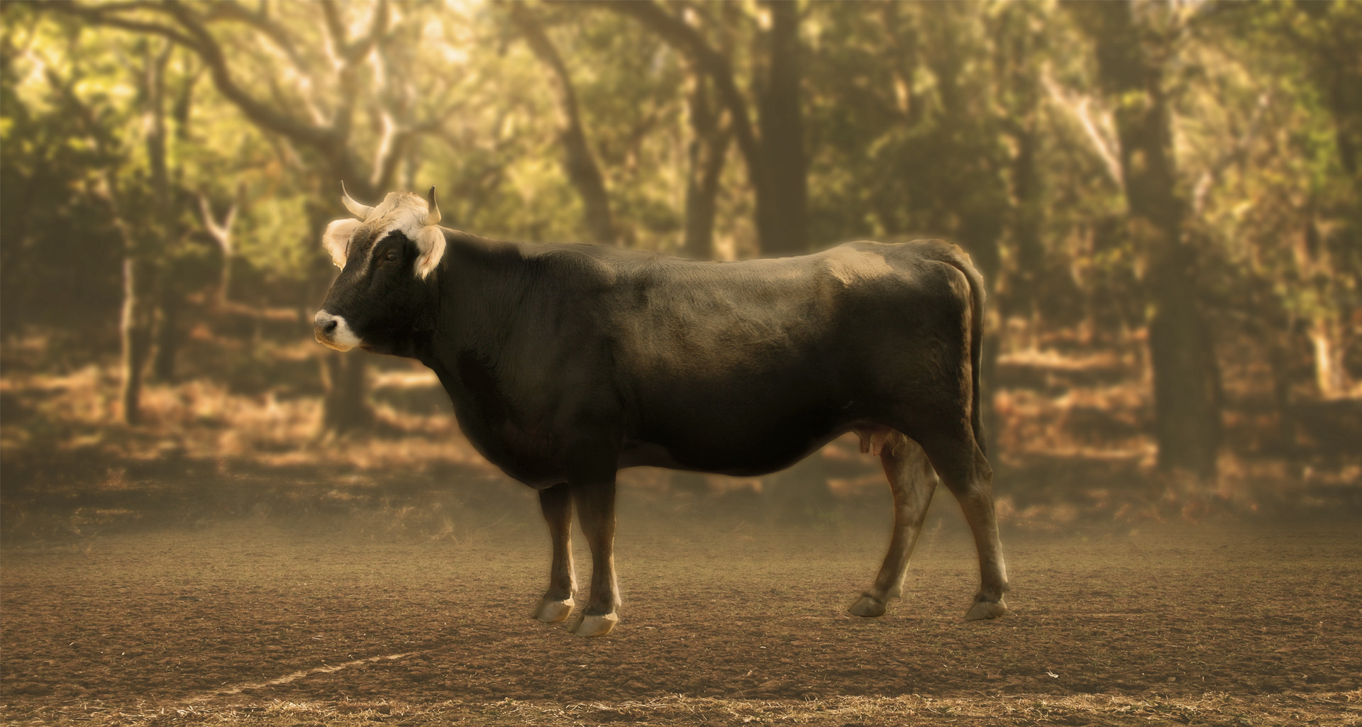 imagen la vaca de l'Albera exterior